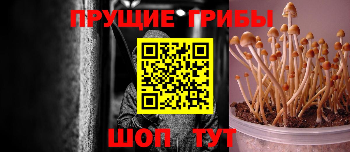 Псилоцибиновые грибы GOLDEN TEACHER  Вход с VPN  Нарткала  Псилоцибиновые грибы Psilocybine cubensis 